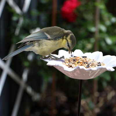 Pawfecto Bird Feeders Free Standing Flower Birds Feeding Station | Garden | Outdoor | Pole | Decorative | Wild Bird | Seed | Nut | Water | Bowl | Bath | Dish (Pack of 2) (White)